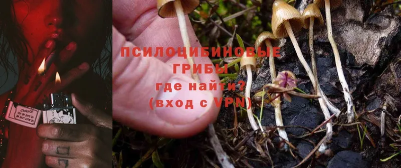 Псилоцибиновые грибы Psilocybine cubensis  где можно купить   Каменск-Шахтинский 